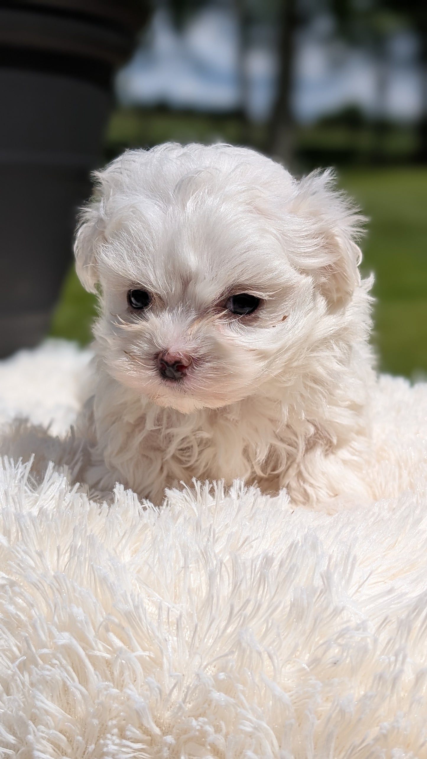 MALTESE (MAY 11) MALES