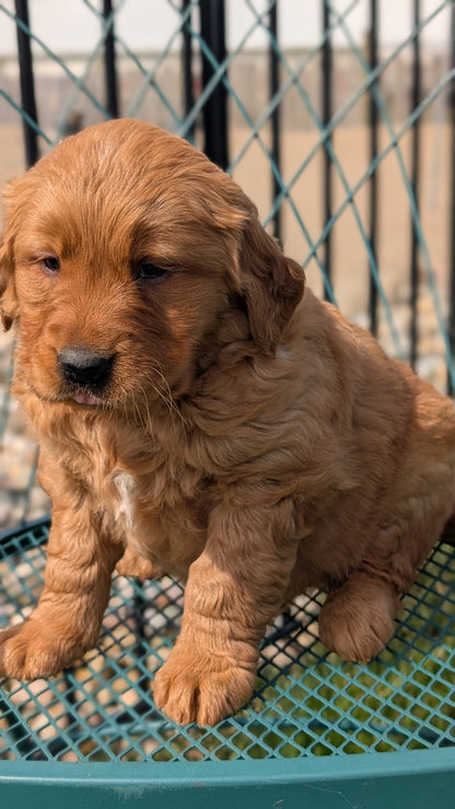 GOLDEN RETRIEVER (FEB 04) FEMALES