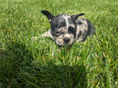 FRENCHTON (04/11) FEMALE