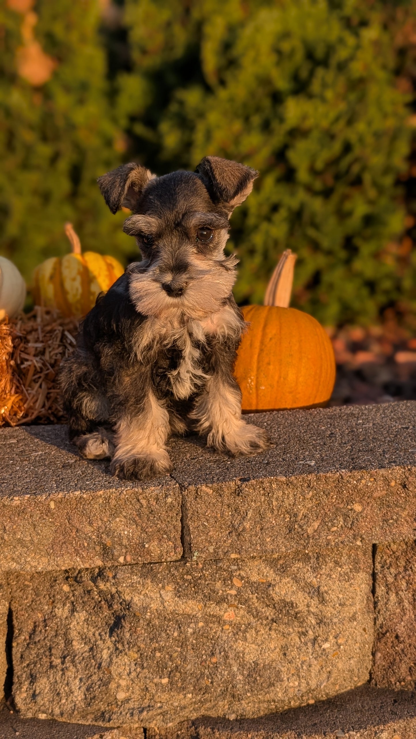 MINI SCHNAUZER (09/11) FEMALE