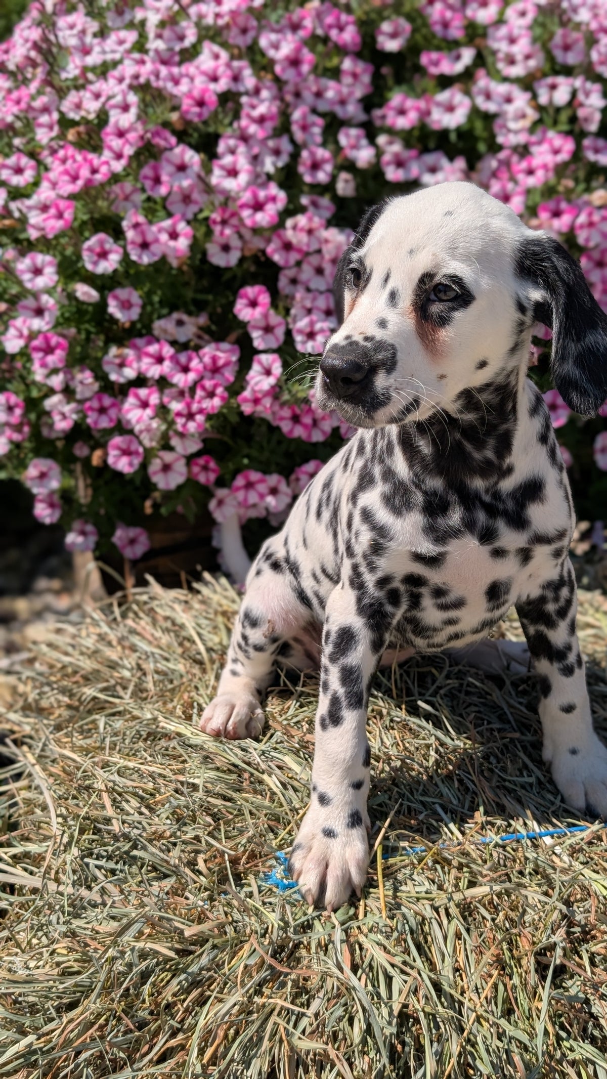 DALMATIAN (JUN 29) FEMALES
