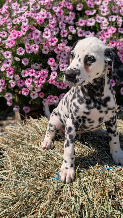DALMATIAN (JUN 29) FEMALES