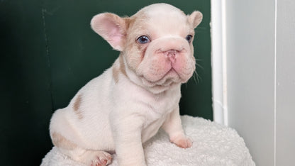 FRENCH BULLDOG (APR 03) MALE