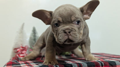 FRENCH BULLDOG (OCT 03) MALES