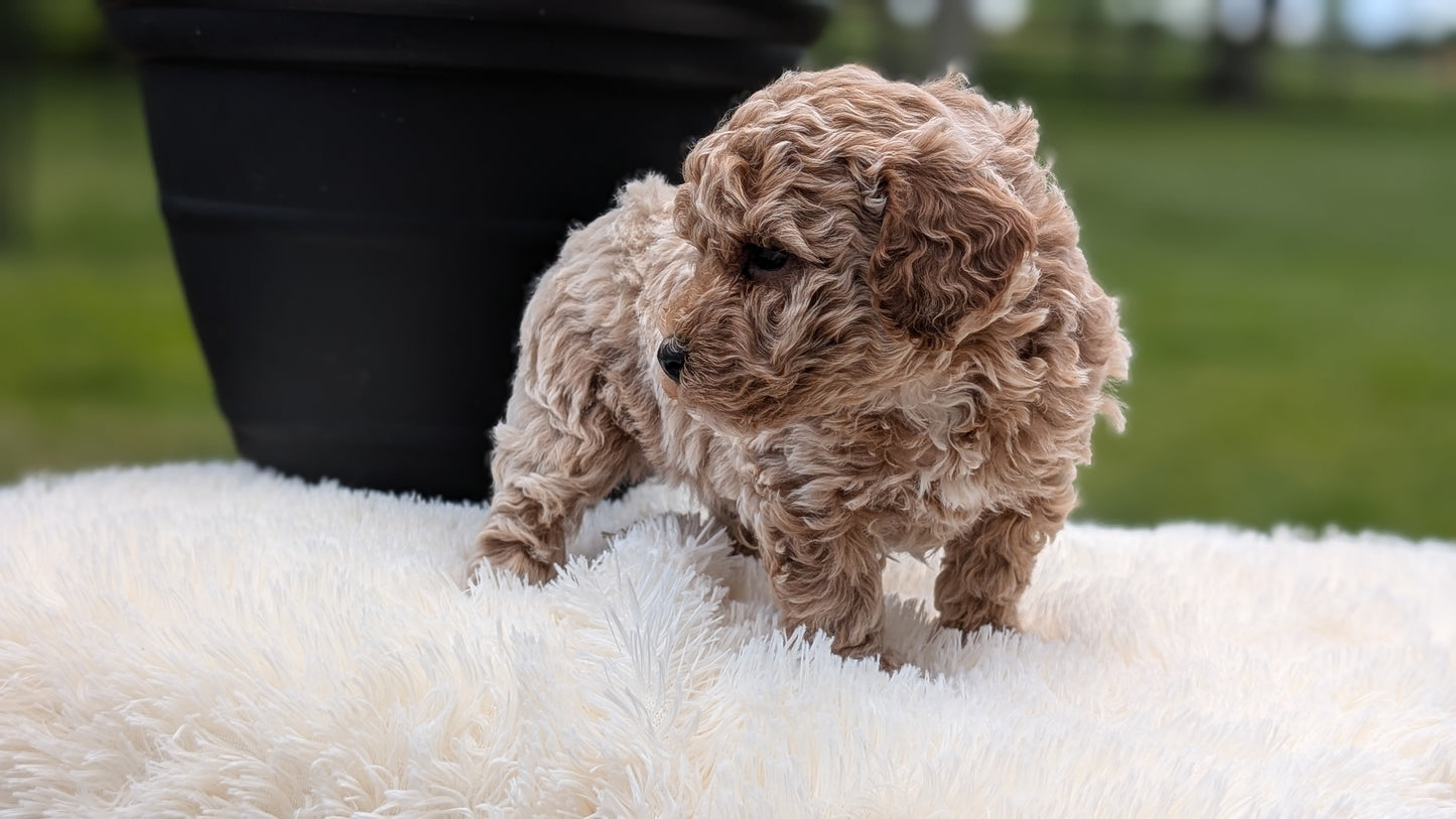 MINI POODLE (MAY 12) MALES