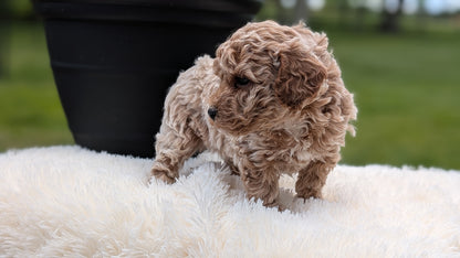 MINI POODLE (MAY 12) MALES