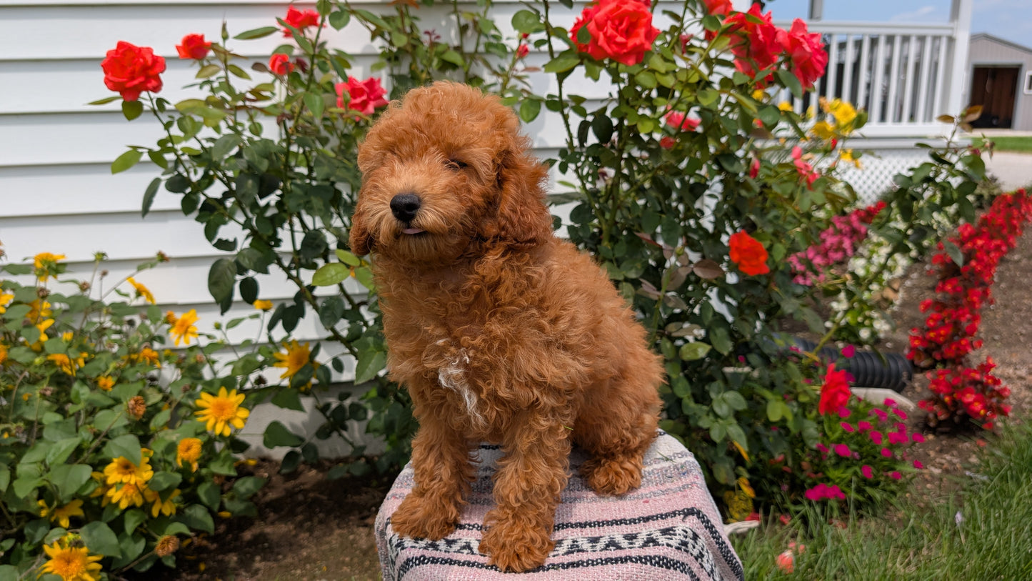 TOY POODLE (05/08) MALE