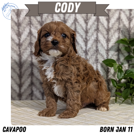 CAVAPOO (JAN 11) MALES
