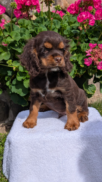 COCKER SPANIEL (07/16) MALE