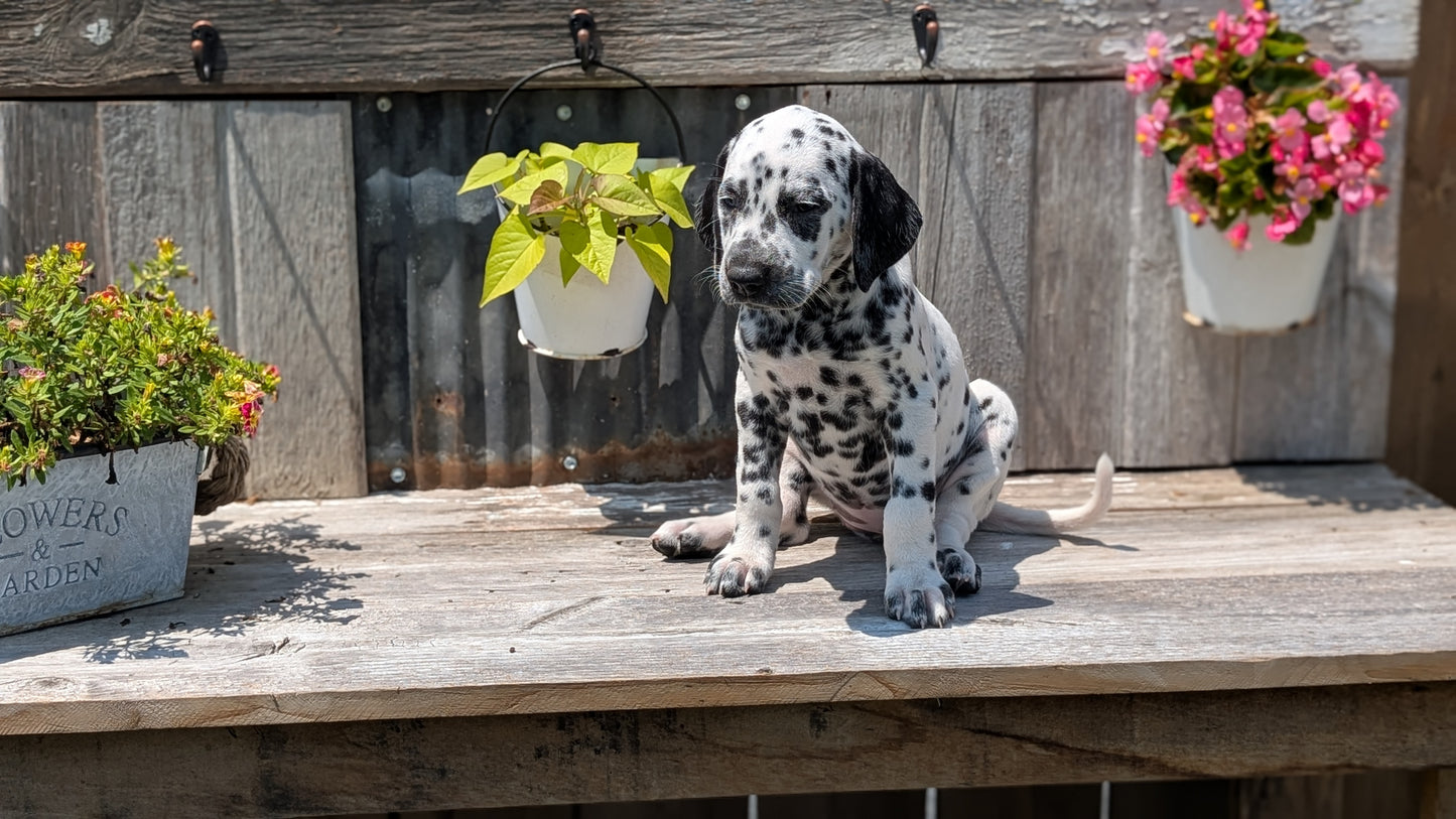 DALMATIAN (06/09) FEMALE