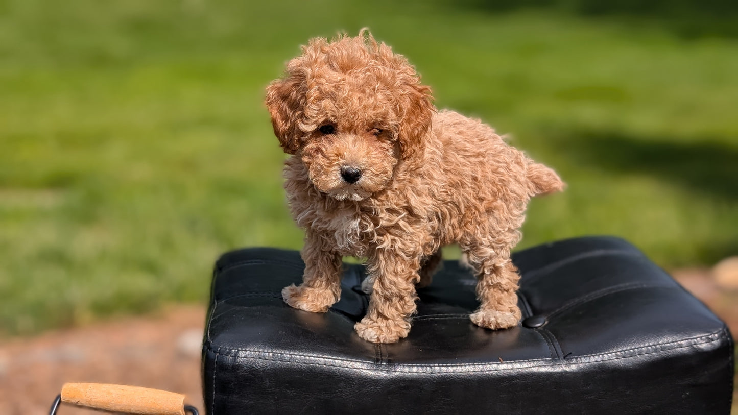 MINI POODLE (APR 03) FEMALES