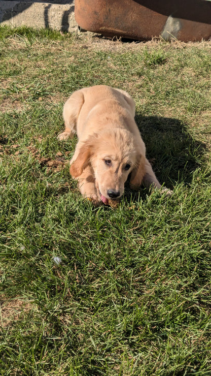 GOLDEN RETRIEVER (06/24) FEMALE