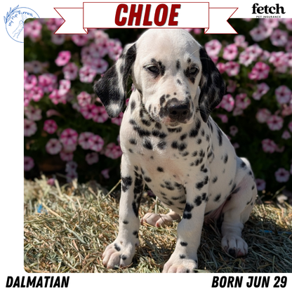 DALMATIAN (JUN 29) FEMALES