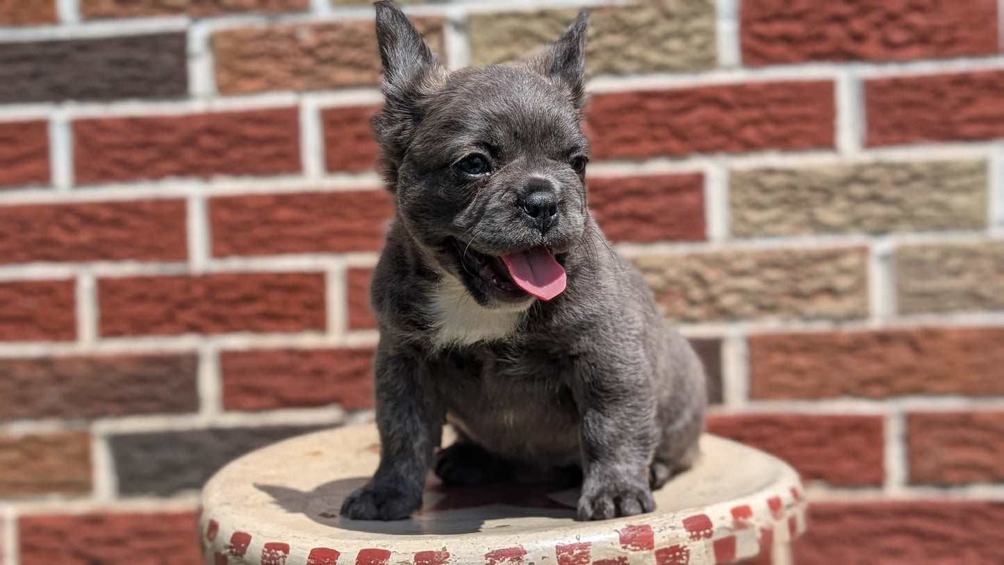 FRENCH BULLDOG (MAR 09) FEMALES