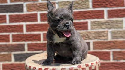 FRENCH BULLDOG (MAR 09) FEMALES