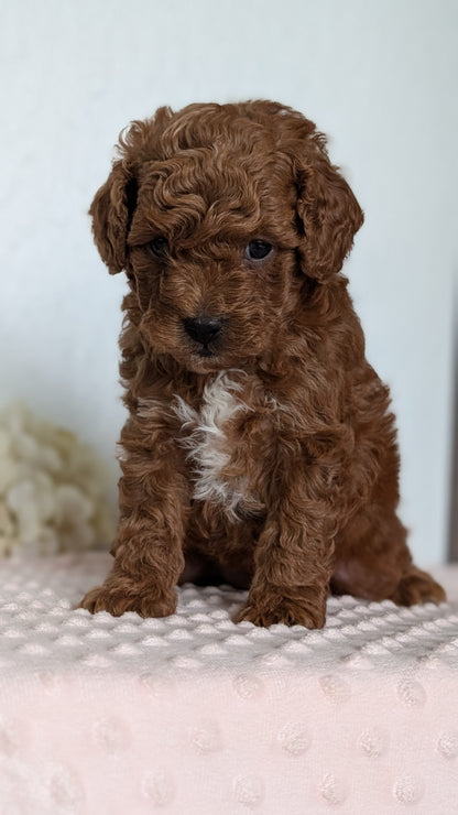 CAVAPOO (APR 12) MALE