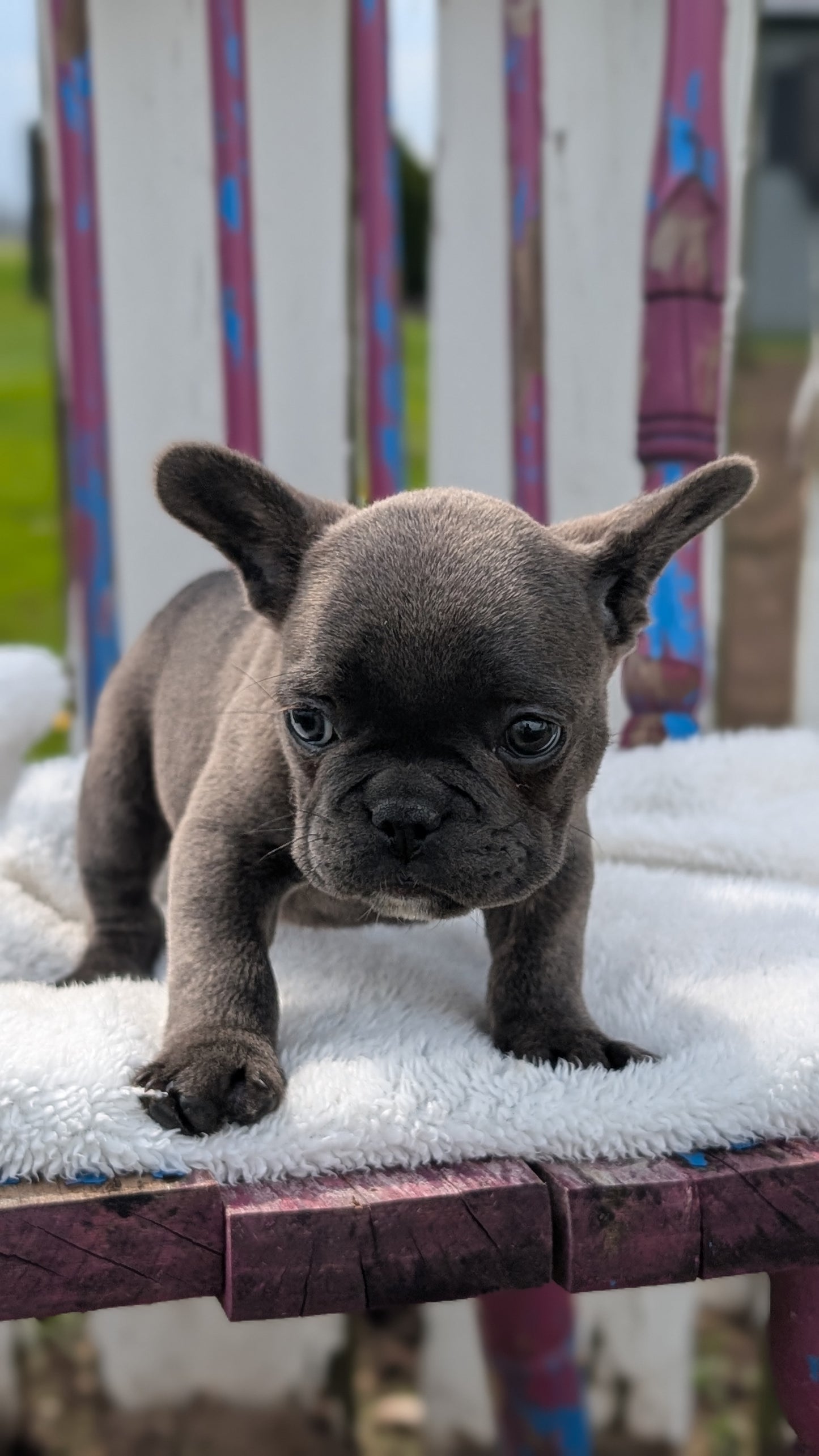 FRENCH BULLDOG (FEB 18) MALE