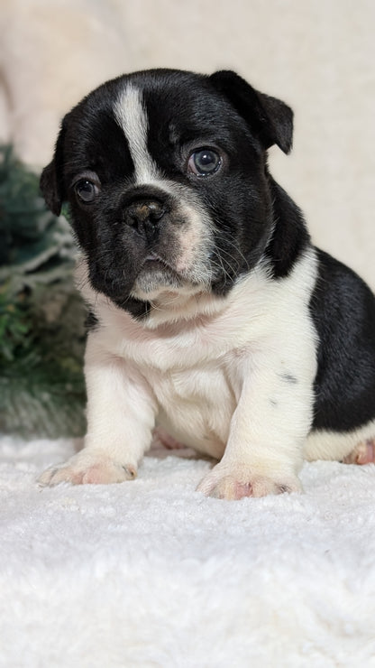 FRENCH BULLDOG (OCT 08) MALES