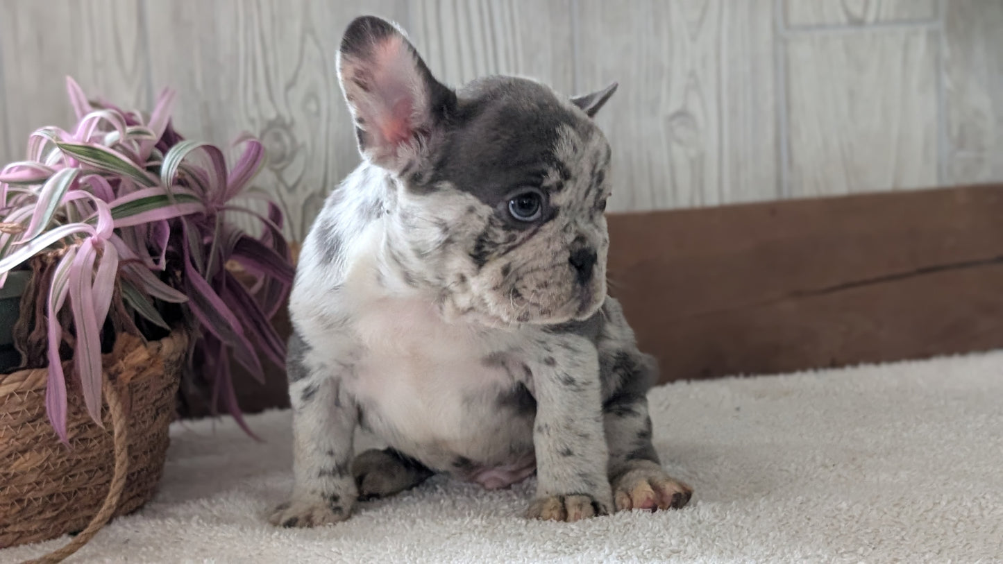 FRENCH BULLDOG (NOV 22) MALES