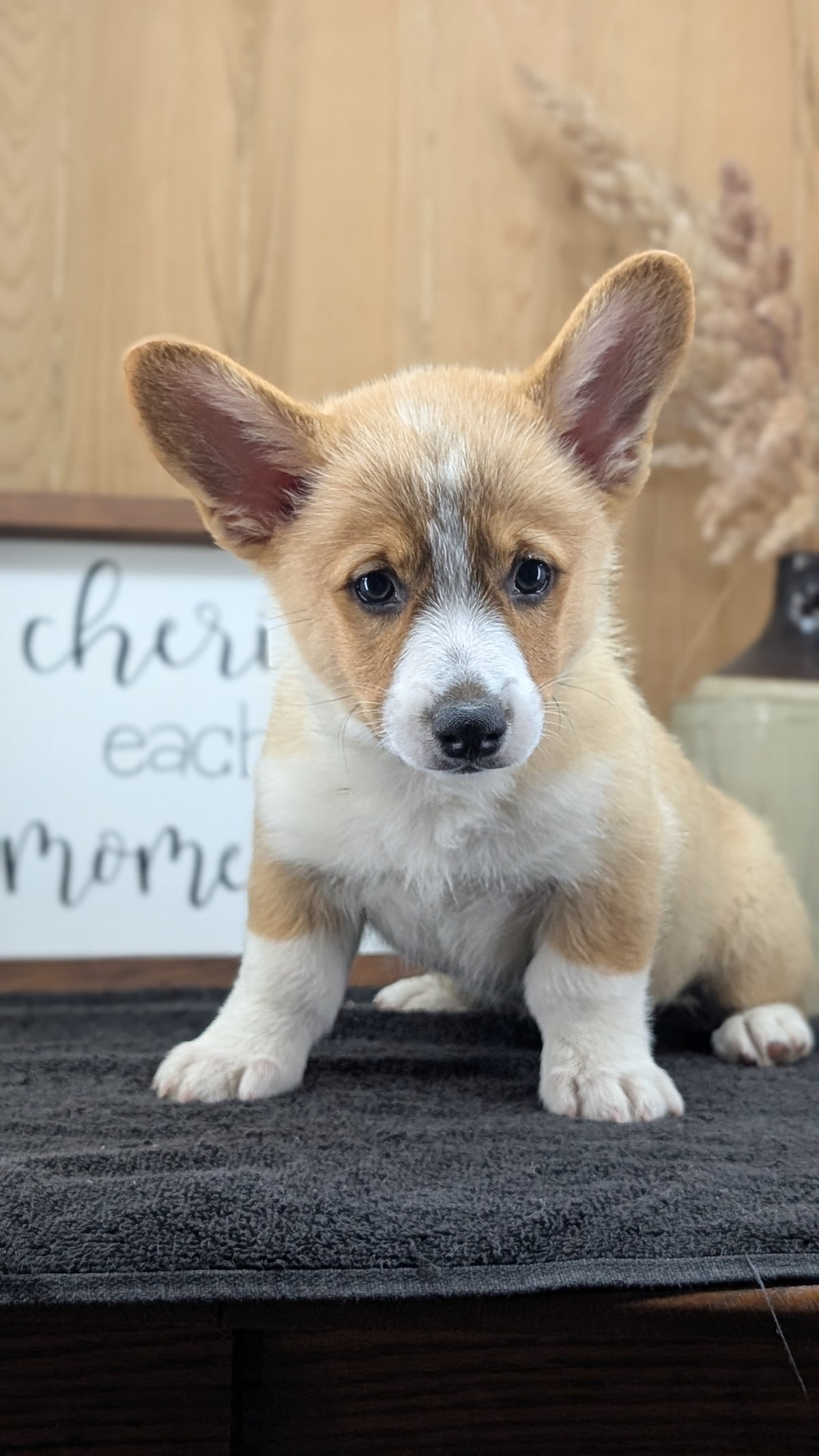 CORGI (JUL 13) 2 FEMALES/3 MALES