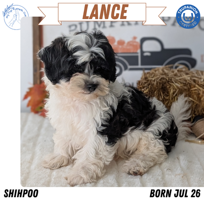 SHIHPOO (07/26) MALE