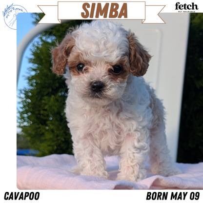 CAVAPOO (MAY 09) MALES