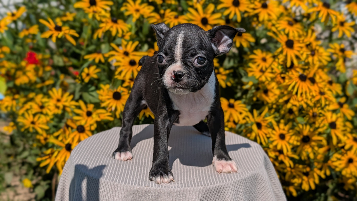 BOSTON TERRIER (JUL 11) 4 FEMALES/4 MALES