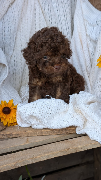 COCKAPOO (06/02) MALE
