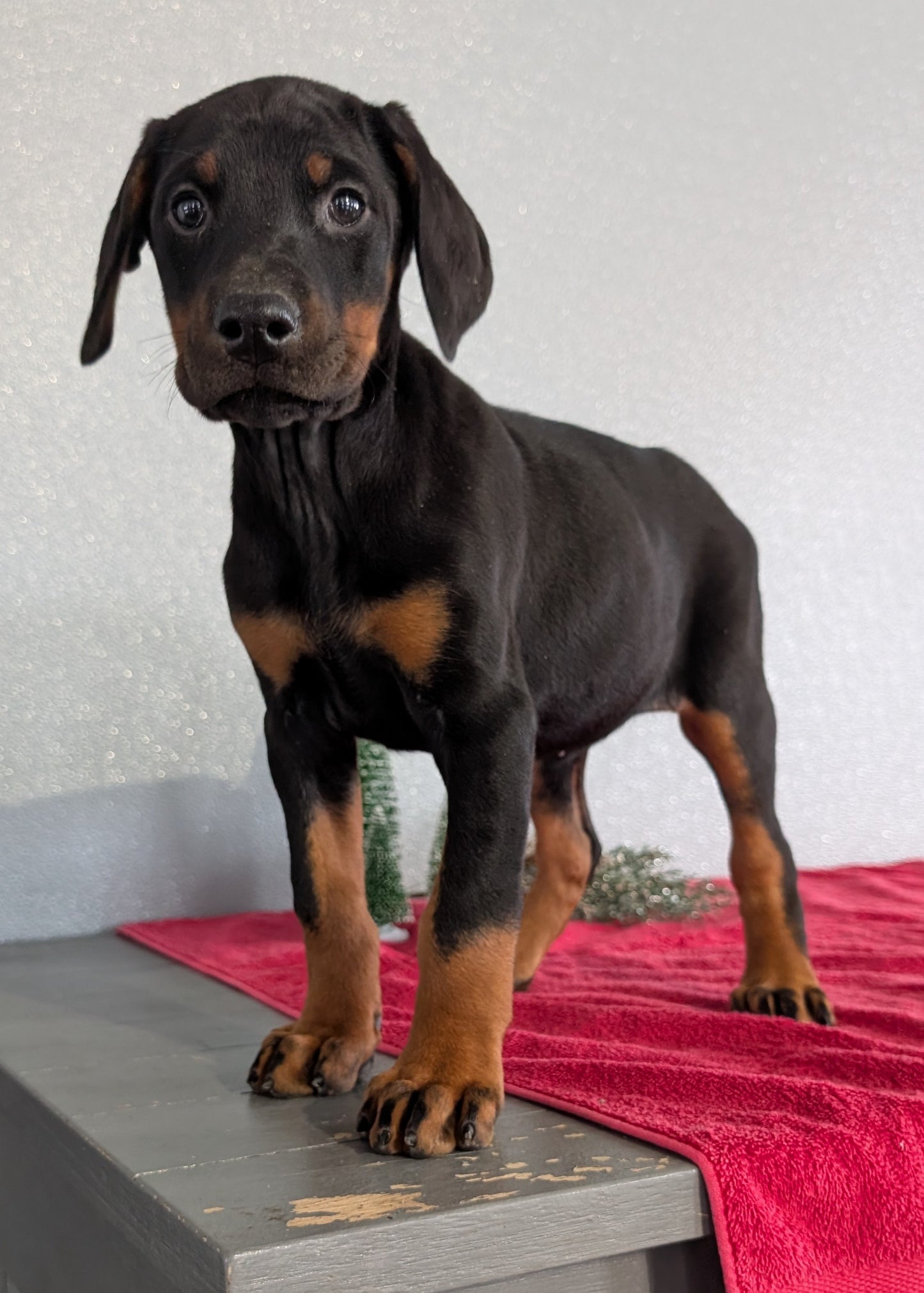 DOBERMAN PINSCHER (OCT 17) FEMALES