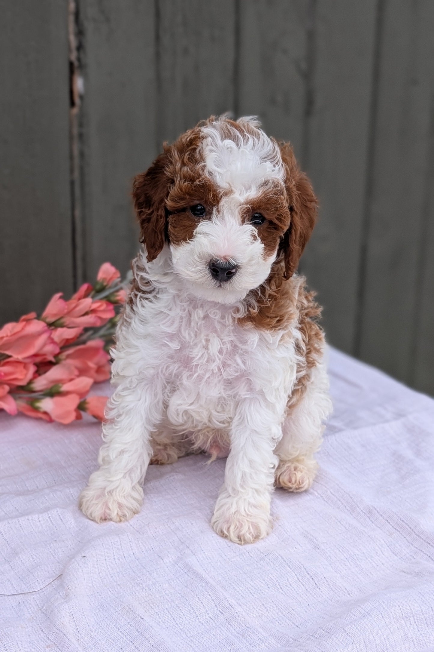 MINI POODLE (MAY 08) MALES