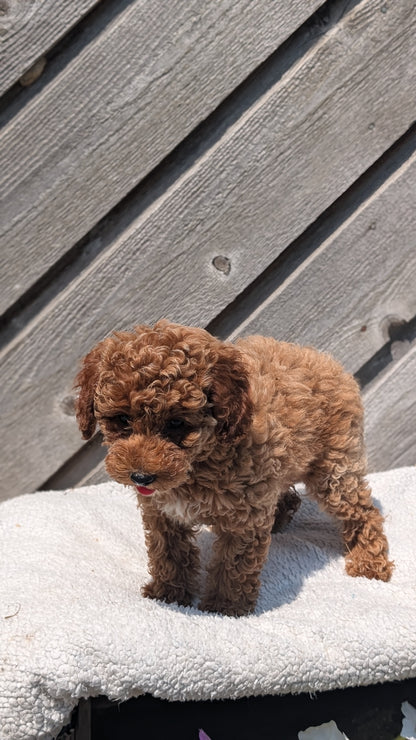 MINI POODLE (MAY 12) FEMALES