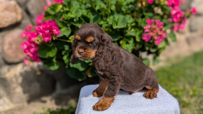 COCKER SPANIEL (07/16) MALE