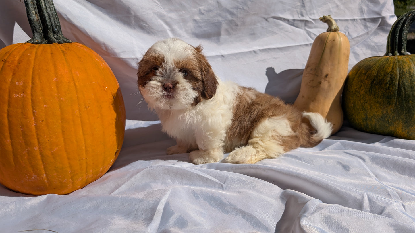 SHIH TZU (07/18) MALE