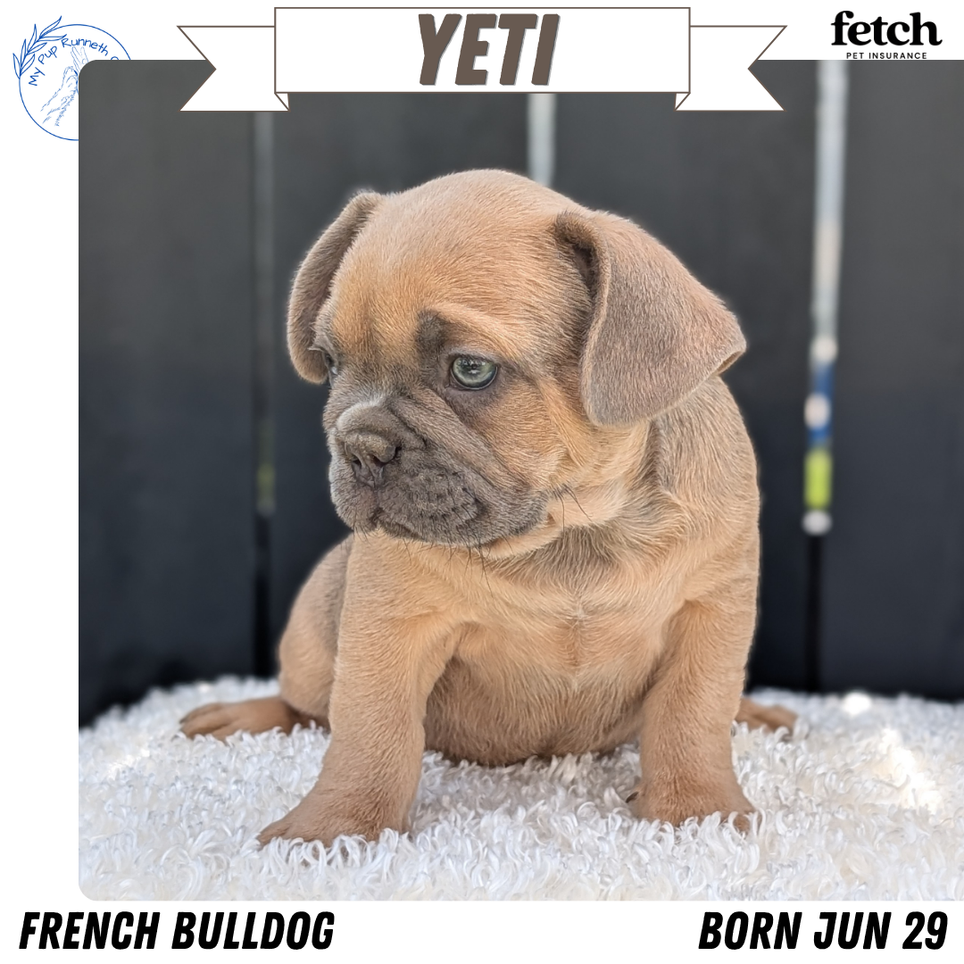 FRENCH BULLDOG (JUN 29) 3 MALES
