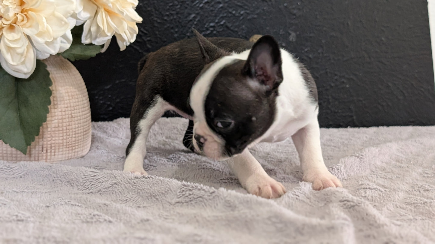 BOSTON TERRIER (FEB 09) FEMALES