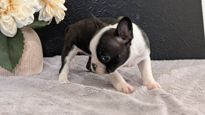 BOSTON TERRIER (FEB 09) FEMALES