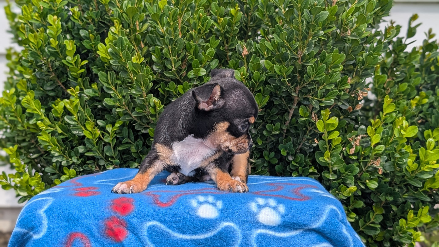 CHIHUAHUA (MAY 20) MALE