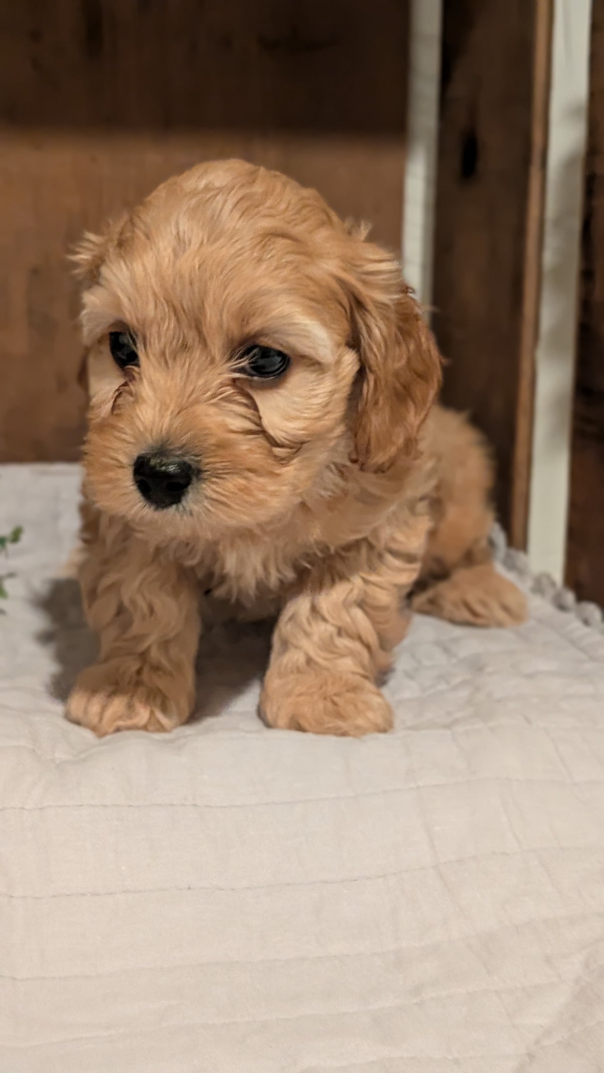 COCKAPOO (AUG 17) 3 FEMALES/1 MALE