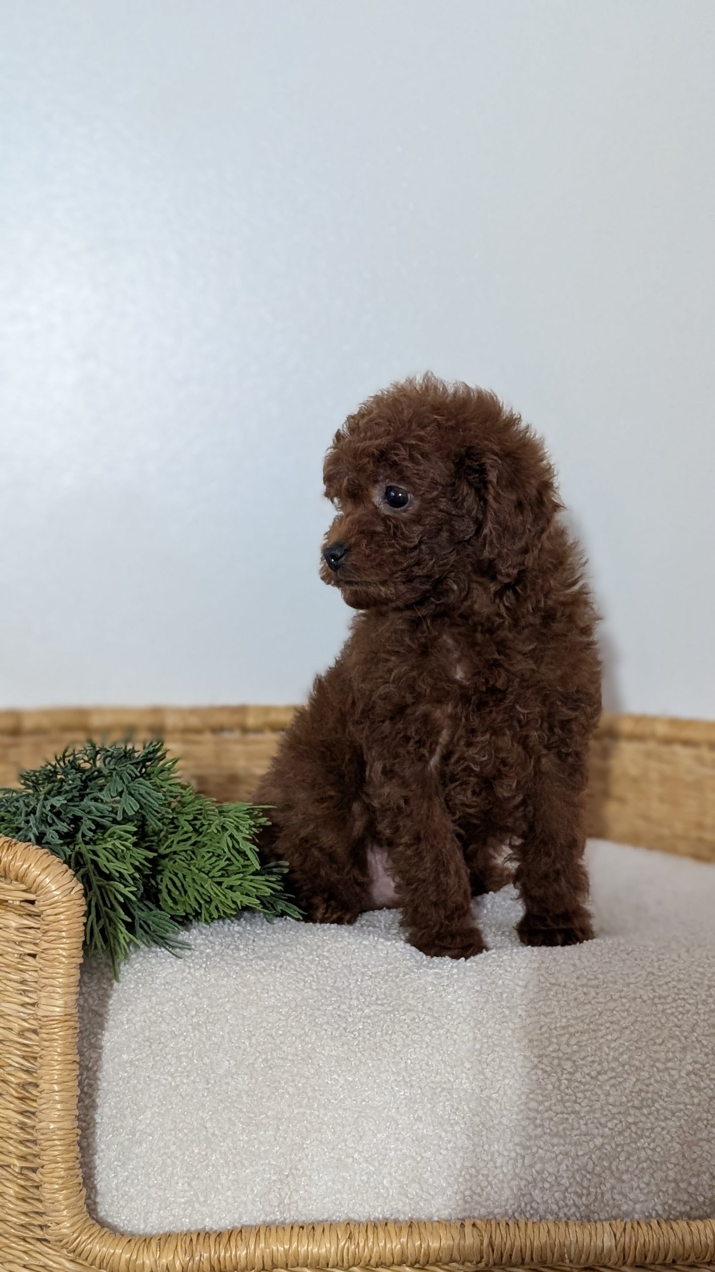 MINI POODLE (NOV 14) MALES