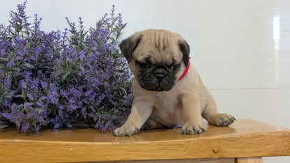 PUG (SEP 12) 4 MALES/1 FEMALE