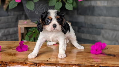 CAVALIER (JUL 29) 3 FEMALES