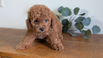 CAVAPOO (JUN 25) FEMALES