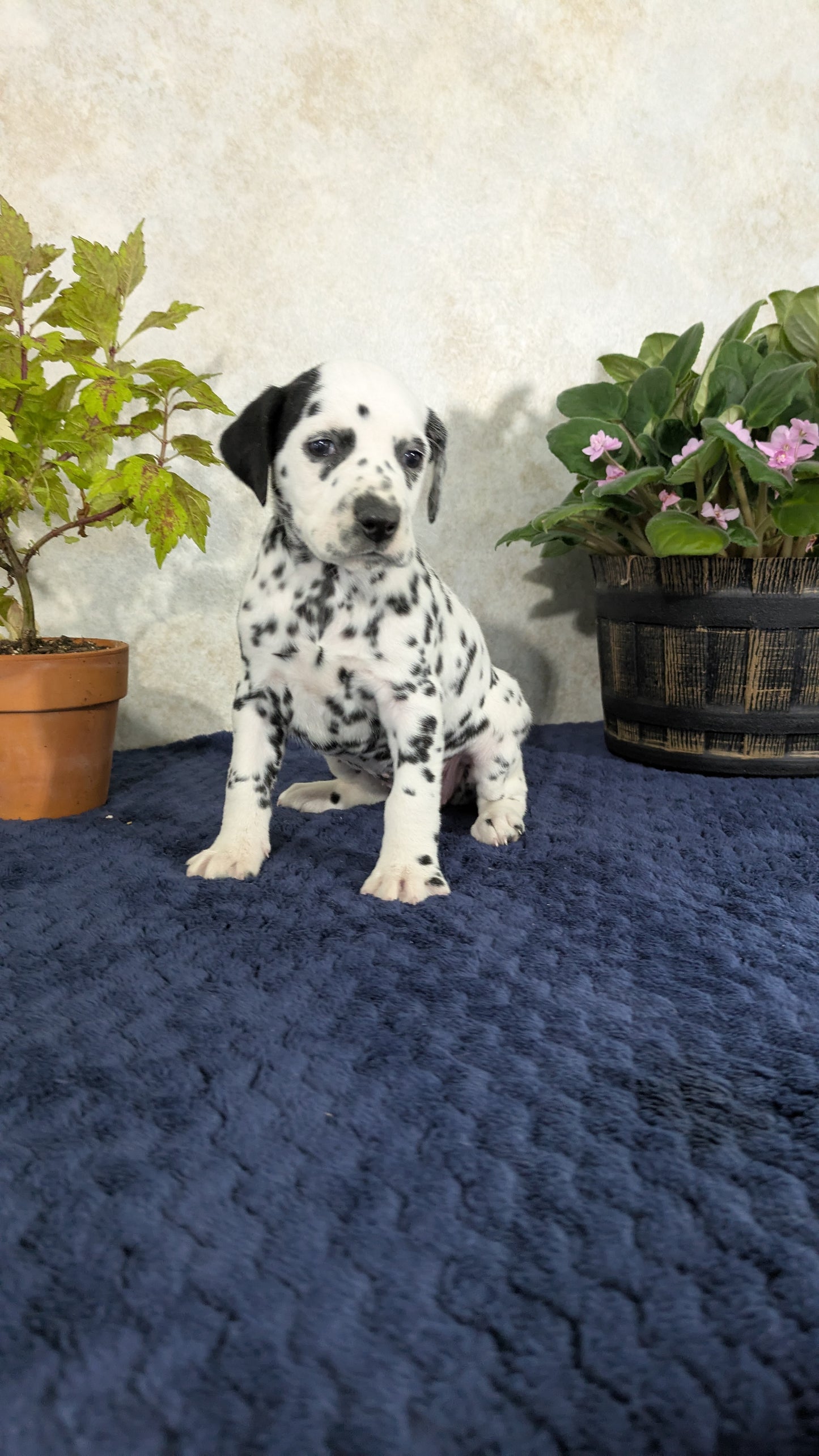 DALMATIAN (02/14) FEMALE