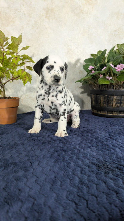 DALMATIAN (02/14) FEMALE