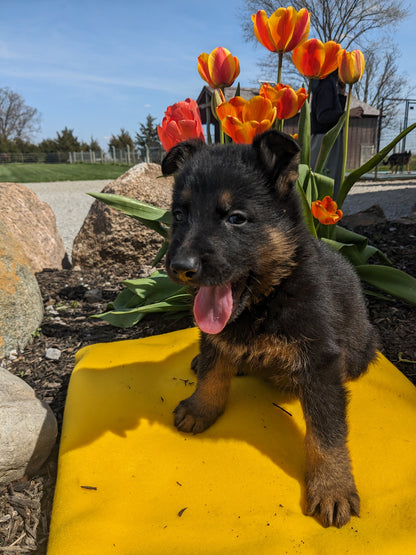 GERMAN SHEPHERD (03/15) MALE