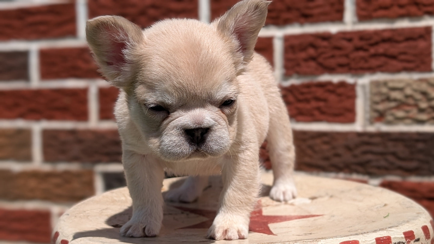 FRENCH BULLDOG (MAR 09) FEMALES