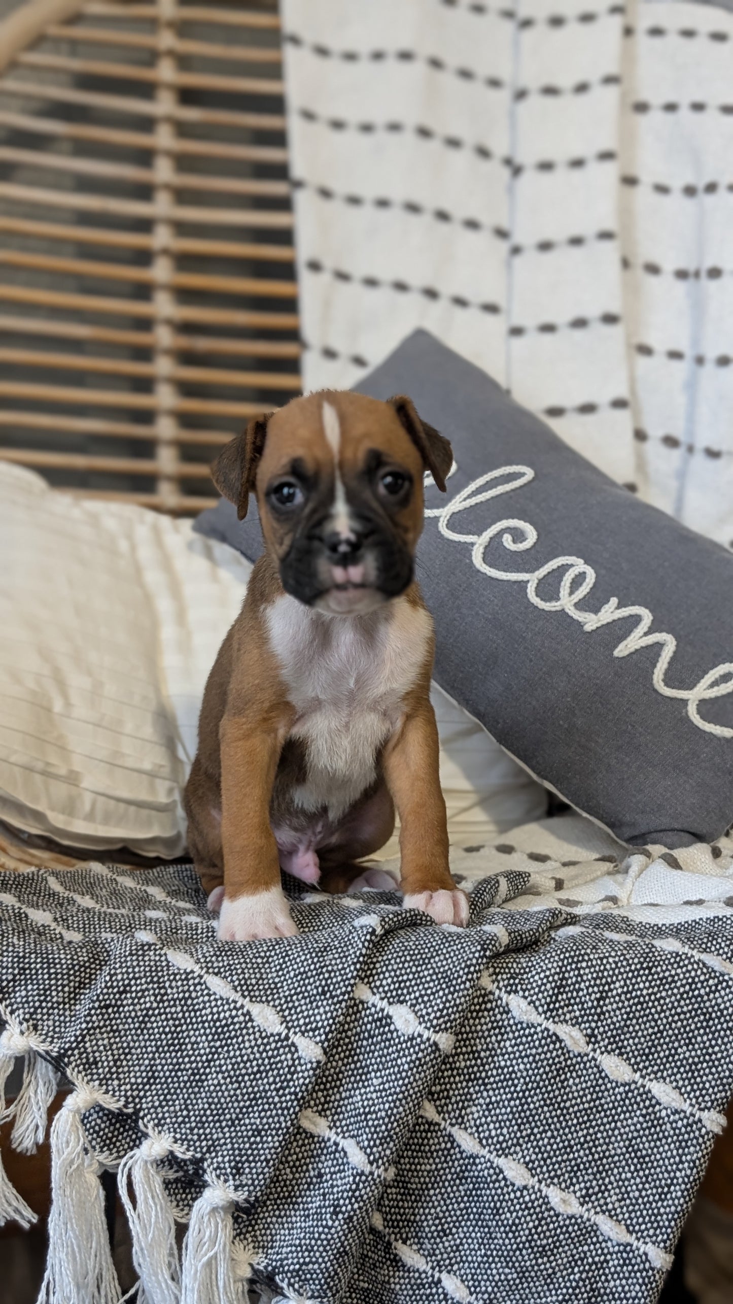 BOXER (OCT 12) MALES