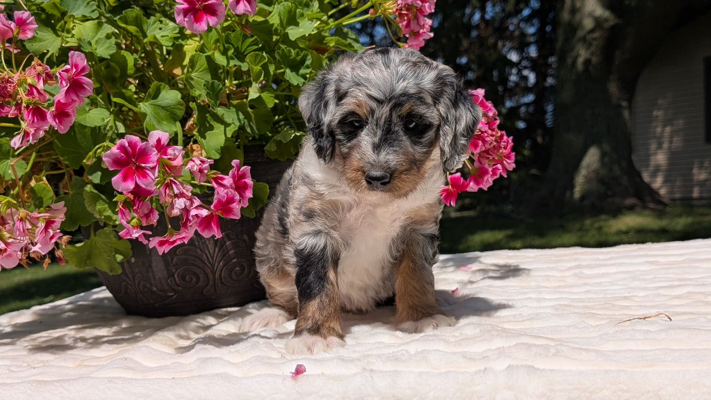 MINI BERNEDOODLE (06/11) FEMALE