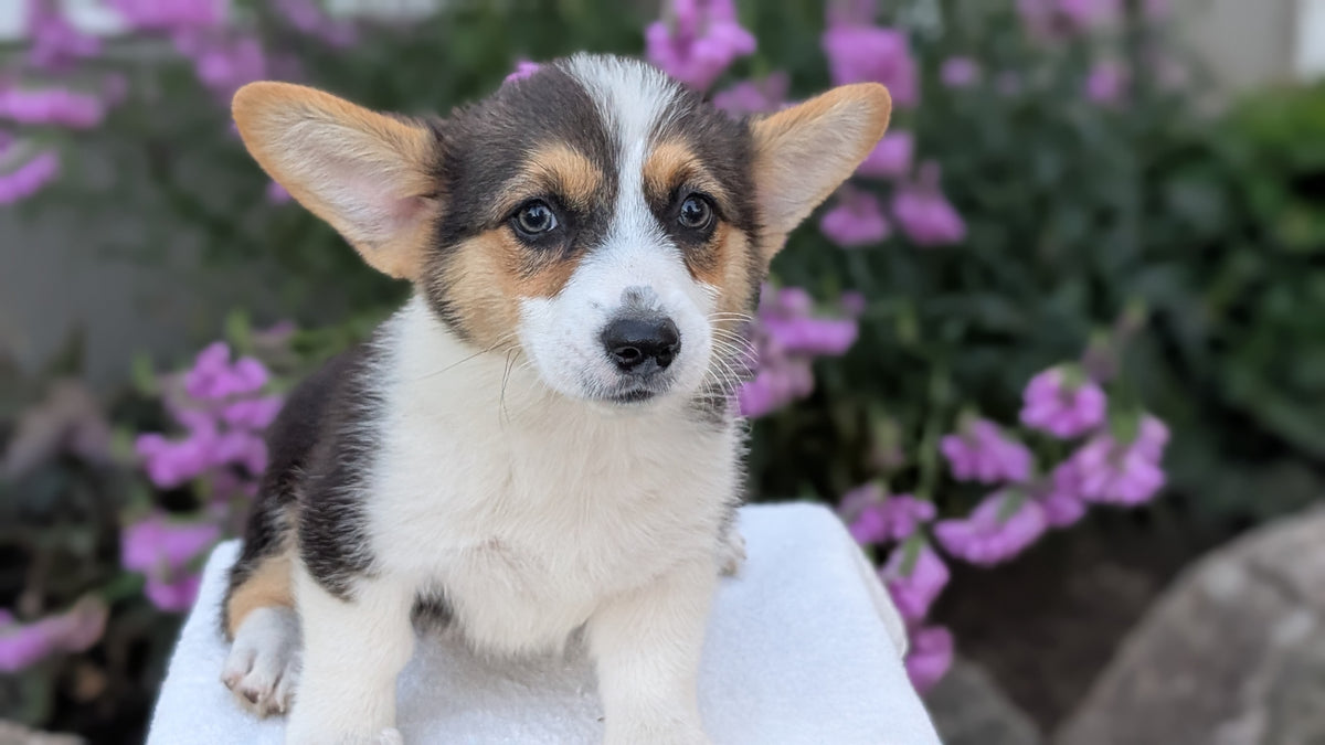 CORGI (JUN 08) FEMALES