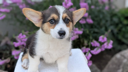 CORGI (JUN 08) FEMALES